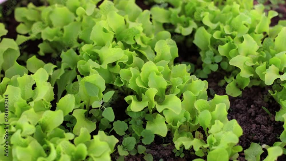Lettuce is green, the garden is sown with vitamins. Vegetarian food, lots of salad. Plants in a greenhouse, natural environment. Nutrients Lettuce is green, the garden is sown with vitamins. Vegetarian food, lots of salad. Plants in a greenhouse, natural environment. Nutrients