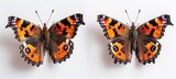 The Art of Nature A Study of Two Butterfly Species Generative AI