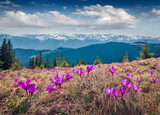 Impressive spring view of blooming crocuses on mountain meadow. Charming morning scene of Carpathian mountains, Ukraine, Europe. Beauty of nature concept background.