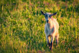Cute baby goat on green meadow at sunrise. Ccolorful summer view of small goat on pasture. Beauty of countryside concept background.