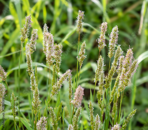 Sweet vernal grass, Anthoxanthum odoratum, growing in Galicia, Spain