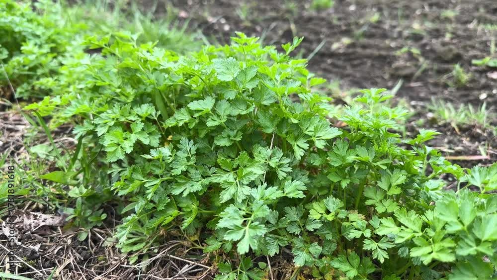 Parsley in garden bed in windy weather day, healthy organic food Parsley in garden bed in windy weather day, healthy organic food