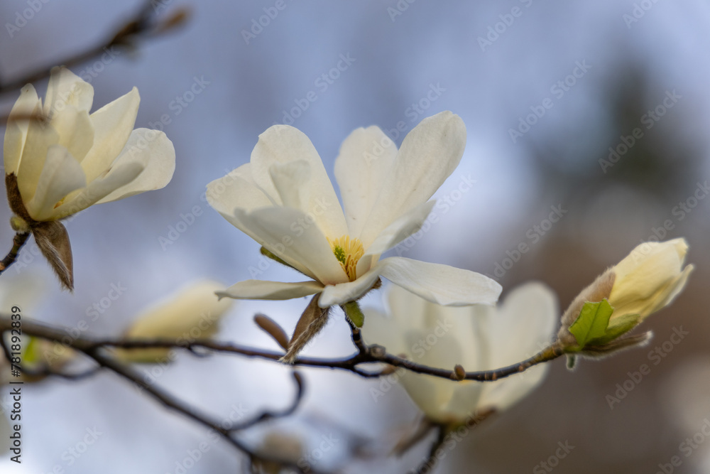 White magnolia flowering in spring White magnolia flowering in spring