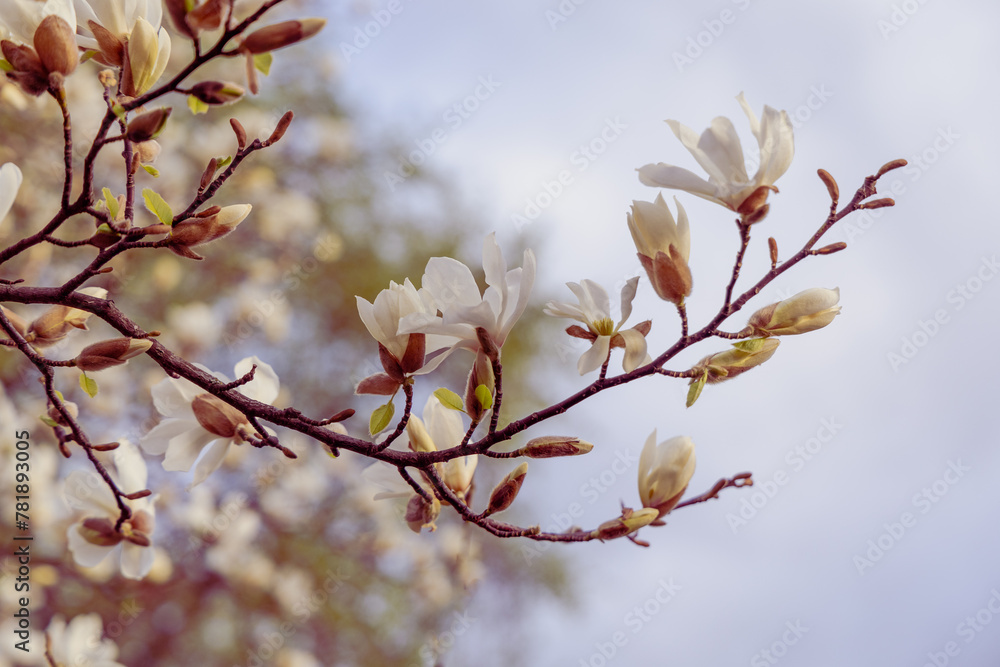 White magnolia flowering in spring