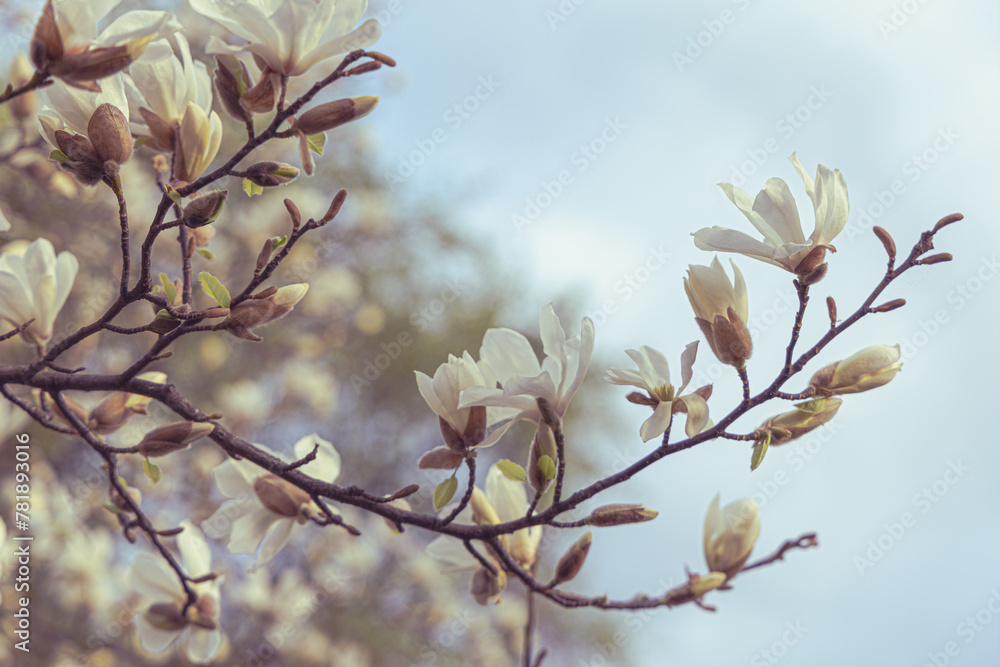 White magnolia flowering in spring