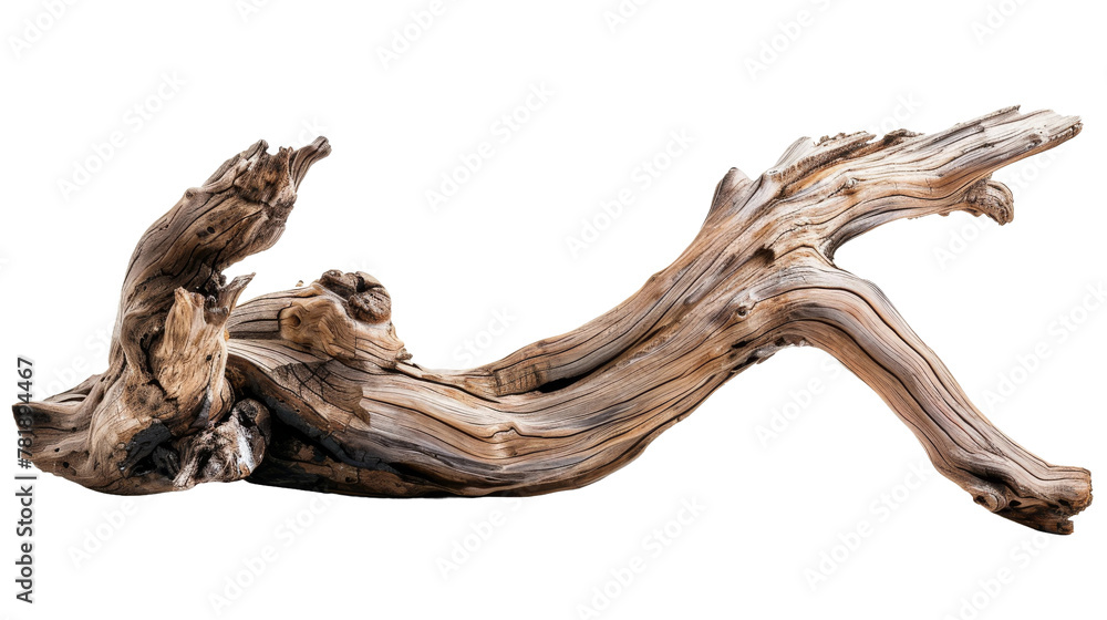 A Piece of Driftwood Laying on the Ground