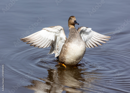 Gadwall (Anas strepera) shaking the wings after a swim in the swamp