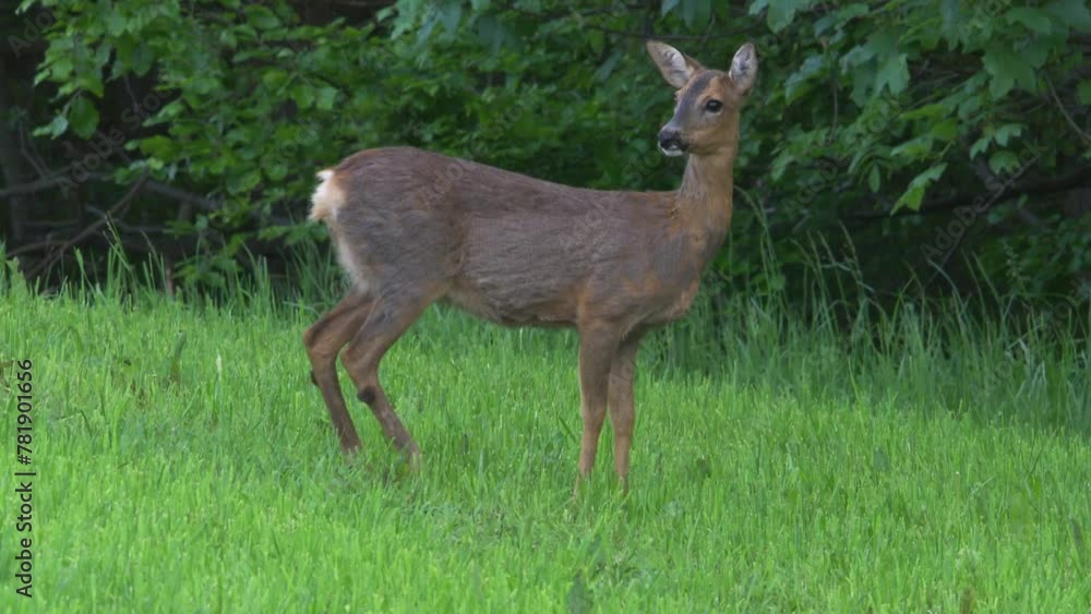 roe deer on a meadow at the edge of the forest in spring roe deer on a meadow at the edge of the forest in spring