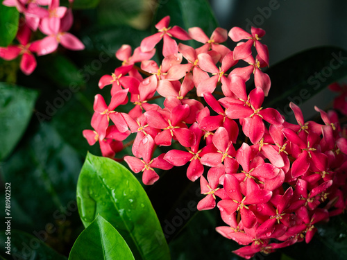 a bush of pink ixora flower photo