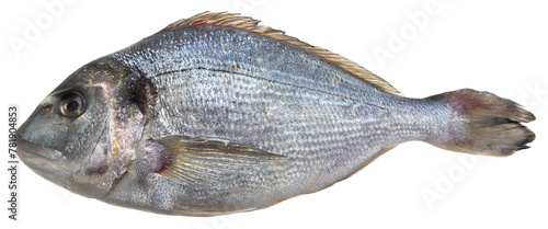 Fresh gilthead bream fish isolated on white background for easy selection photo