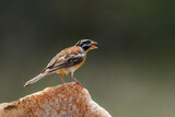 African Golden breasted Bunting standing on a rock rear view in Kruger National park, South Africa ; Specie Fringillaria flaviventris family of Emberizidae