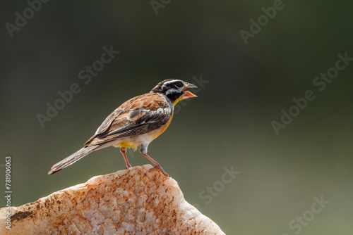 African Golden breasted Bunting standing on a rock rear view in Kruger National park, South Africa ; Specie Fringillaria flaviventris family of Emberizidae photo