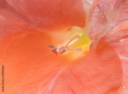 middle of pink flower as background. © studybos