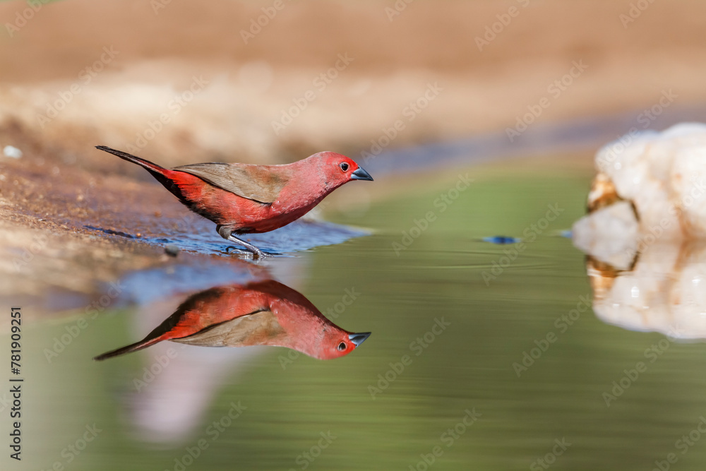 Obraz premium Jameson Firefinch bathing in waterhole in Kruger National park, South Africa ; Specie Lagonosticta rhodopareia family of Estrildidae