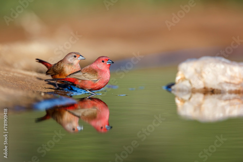 Jameson Firefinch couple bathing in waterhole in Kruger National park, South Africa ; Specie Lagonosticta rhodopareia family of Estrildidae photo