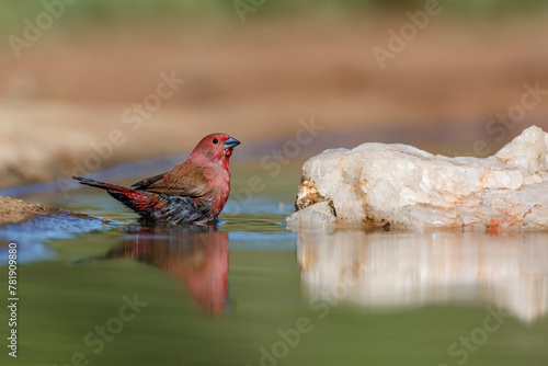 Jameson Firefinch bathing in waterhole in Kruger National park, South Africa ; Specie Lagonosticta rhodopareia family of Estrildidae photo