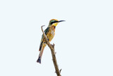 Little Bee eater isolated in white background in Kruger National park, South Africa ; Specie Merops pusillus family of Meropidae