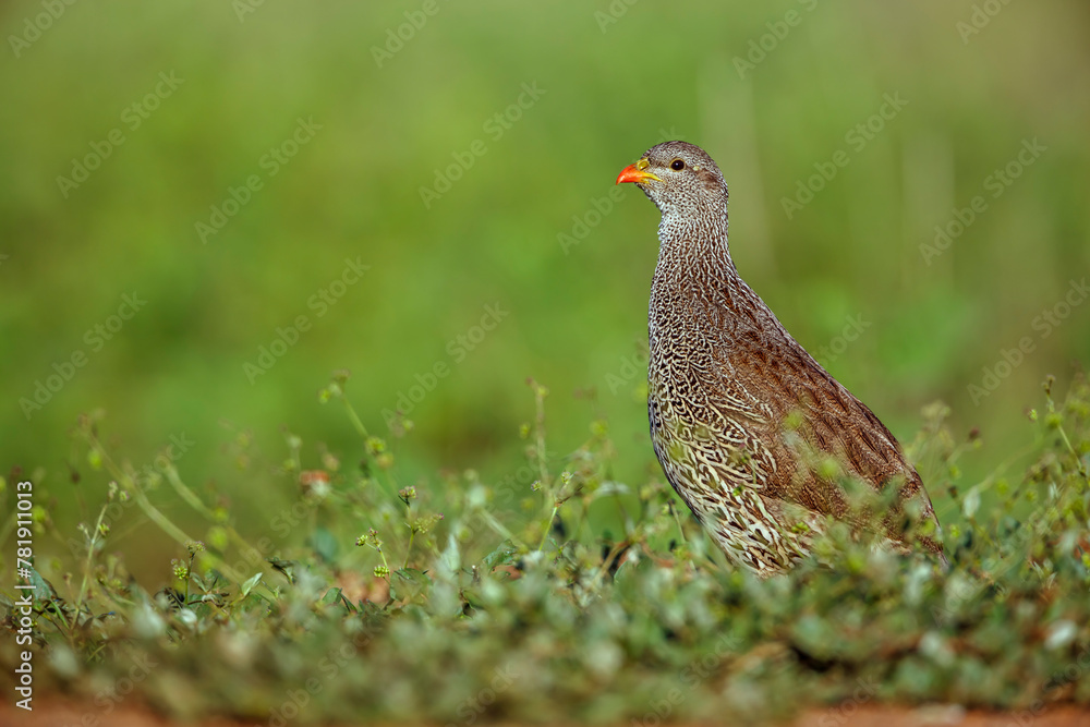 Natal francolin walking in grass in Kruger National park, South Africa ; Specie Pternistis natalensis family of Phasianidae Natal francolin walking in grass in Kruger National park, South Africa ; Specie Pternistis natalensis family of Phasianidae