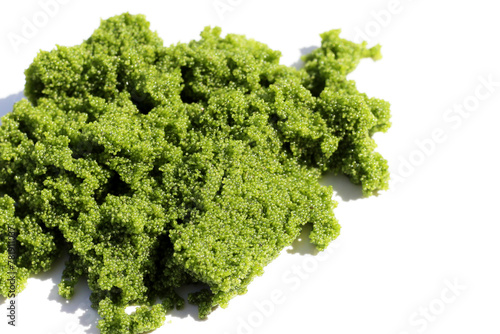 Wolffia globosa or swamp algae, water meal