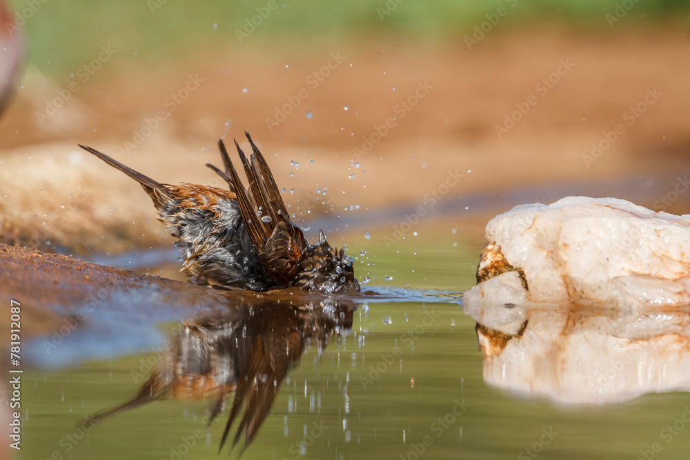 Southern Grey-headed Sparrow bathing in waterhole in Kruger National park, South Africa ; Specie family Passer diffusus of Passeridae Southern Grey-headed Sparrow bathing in waterhole in Kruger National park, South Africa ; Specie family Passer diffusus of Passeridae