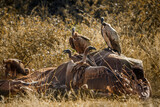 White backed Vulture scavenging on dead elephant carcass in Kruger National park, South Africa ; Specie Gyps africanus family of Accipitridae
