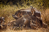 White backed Vulture scavenging on dead elephant carcass in Kruger National park, South Africa ; Specie Gyps africanus family of Accipitridae