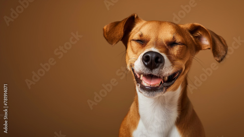 Portrait of a happy dog smiling
