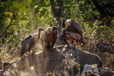 White backed Vulture mating on dead elephant carcass in Kruger National park, South Africa ; Specie Gyps africanus family of Accipitridae