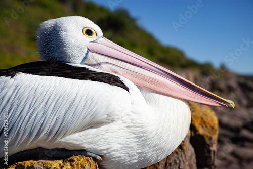 Pelican perched on a rock