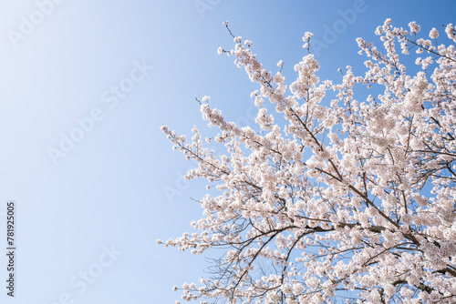 Cherry blossom tree in April on a sunny day, Japan