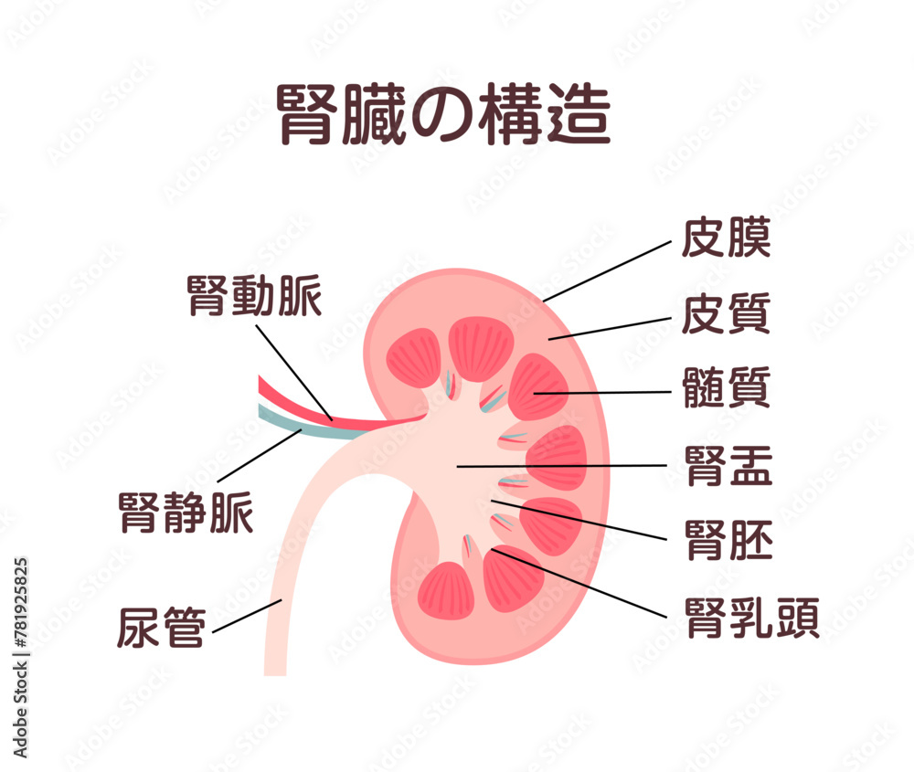 Obraz premium 腎臓の構造 ベクターイラスト