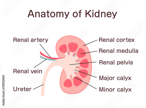 Anatomy of Kidney. Vector illustration.