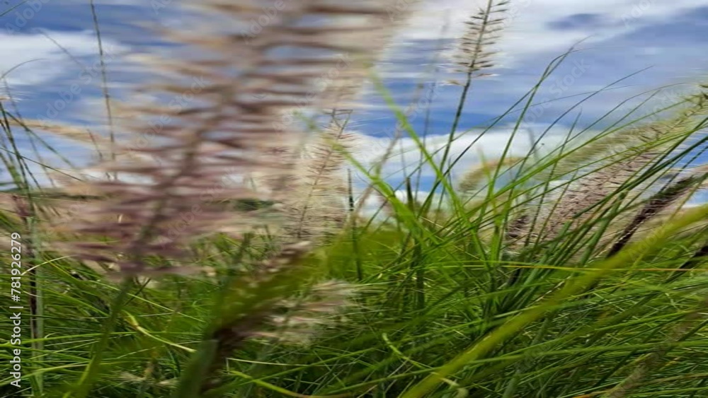 Tall grass swaying in the wind on a sunny day Tall grass swaying in the wind on a sunny day