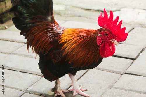 red rooster as a pet