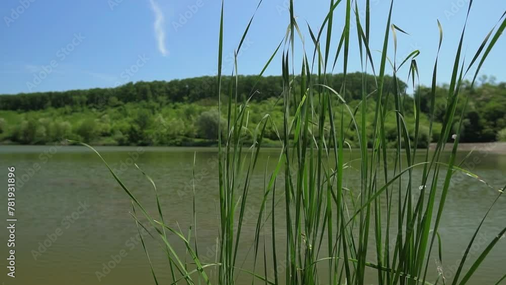 Tall green grass on a shore of a lake with wooded hill on other side Tall green grass on a shore of a lake with wooded hill on other side
