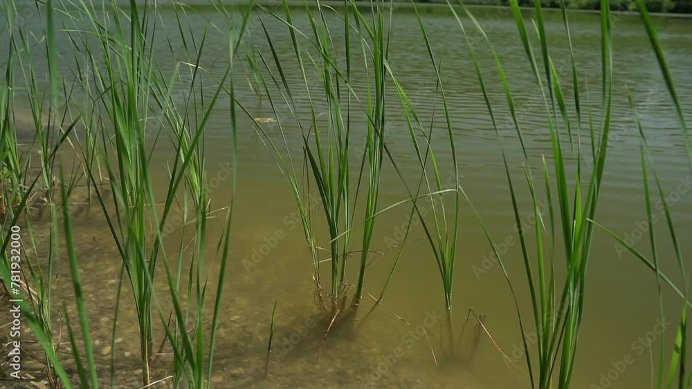 Green grass growing on shoal of lake Bruje in Serbia Green grass growing on shoal of lake Bruje in Serbia