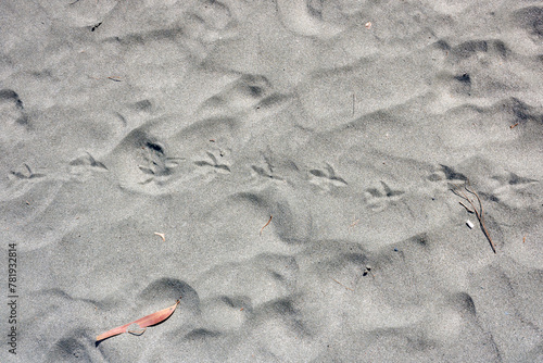 Human and bird footprints on dry sand texture