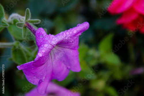 pink flower with rain potassium. beautiful natural background. photo