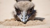 An-Ostrich-With-Its-Beak-Buried-In-The-Sand-