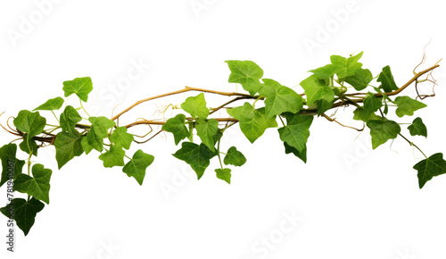 vine plant climbing isolated on transparent and white background.PNG image. 