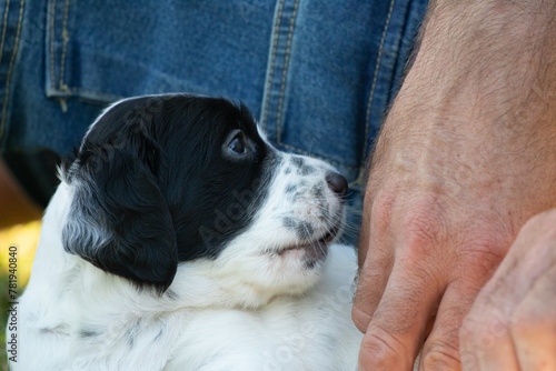 portrait of playful cute english setter baby puppy being carresed by a human hand photo