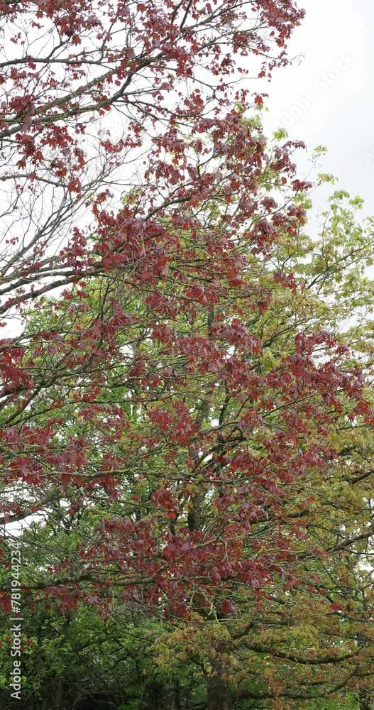 (Acer platanoides 'Schwedleri') Norway maple or Schwedler's maple. Showy street tree in full bloom with small yellow inflorescences in corymbs and purple deeply divided new leaves on
(Acer platanoides 'Schwedleri') Norway maple or Schwedler's maple. Showy street tree in full bloom with small yellow inflorescences in corymbs and purple deeply divided new leaves on