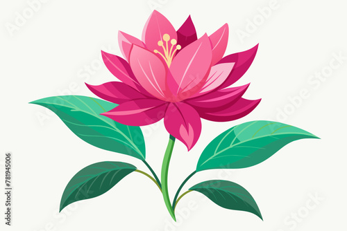 hot-pink-flower-botanical-white-background