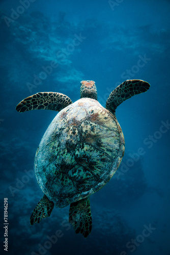 Fototapeta Naklejka Na Ścianę i Meble -  Green sea turtle swimming below the oceans surface