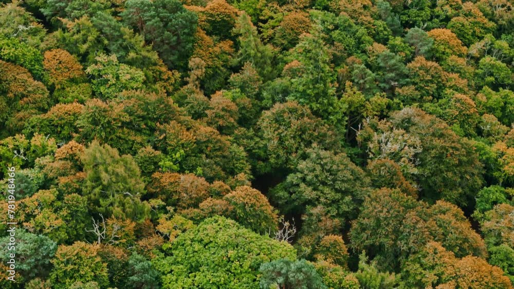 Forest in autumn Highlands Scotland Aerial view Forest in autumn Highlands Scotland Aerial view