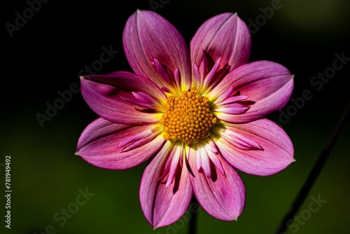 Beautiful pink dahlia with a yellow center in the garden