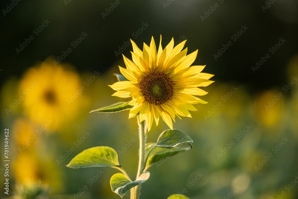 Fototapeta premium Closeup of a beautiful sunflower in a field under the sunlight