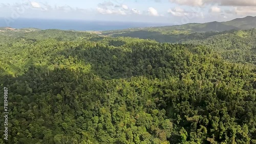 4k video of an aerial view of the thick vegetation in a rural area of Dominica