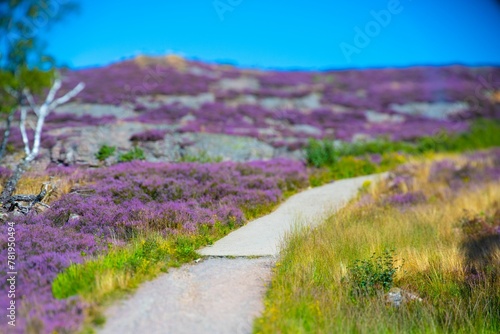 Beautiful landscape of a park with purple flowers on a sunny morning