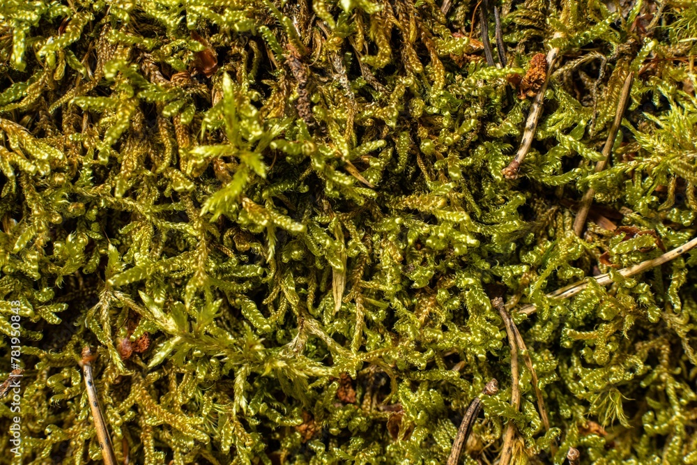 Closeup of Hypnum cupressiforme, the cypress-leaved plaitmoss or hypnum moss. Closeup of Hypnum cupressiforme, the cypress-leaved plaitmoss or hypnum moss.